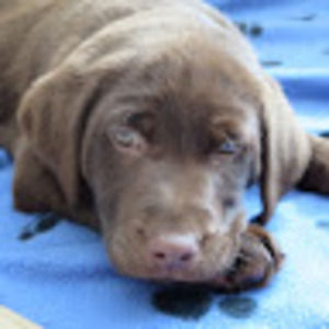 Meet your Posher, Shauna